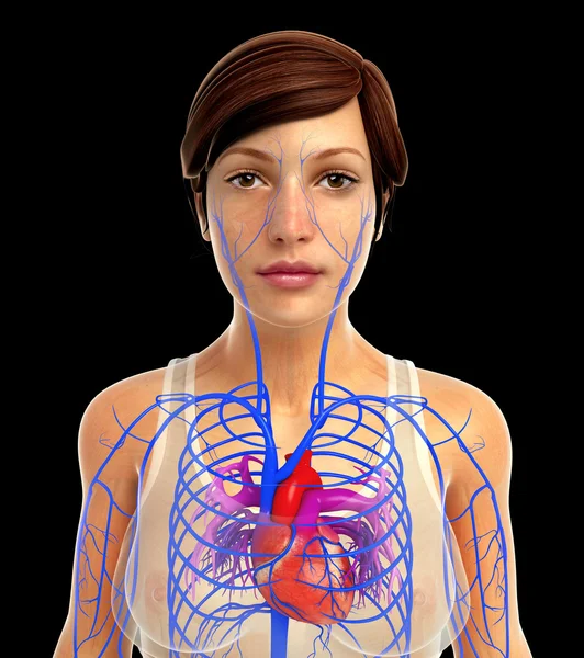 Menselijk hart anatomie — Stockfoto