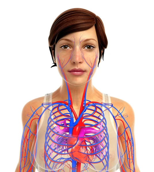 Anatomie cardiaque humaine — Photo