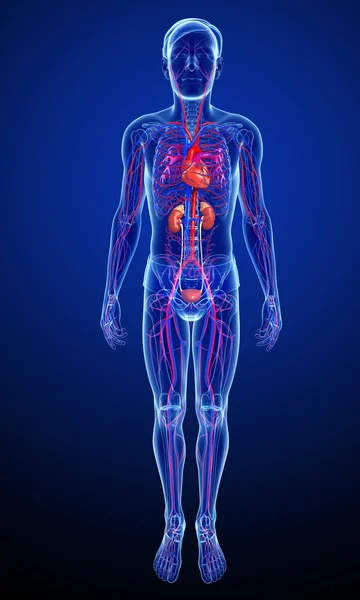 Mannelijke arteriële systeem — Stockfoto