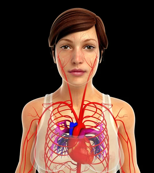 Anatomia do coração humano — Fotografia de Stock