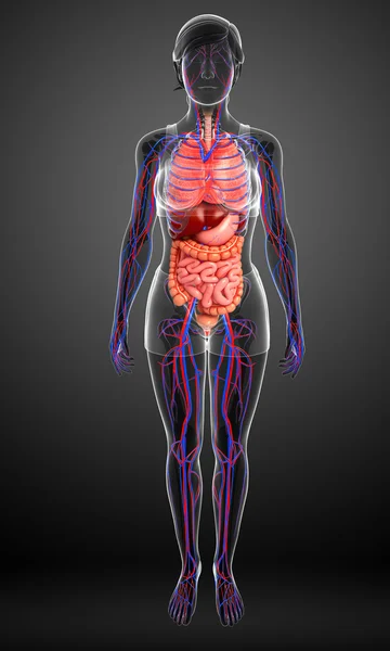 Sistema digestivo y circulatorio del cuerpo femenino — Foto de Stock