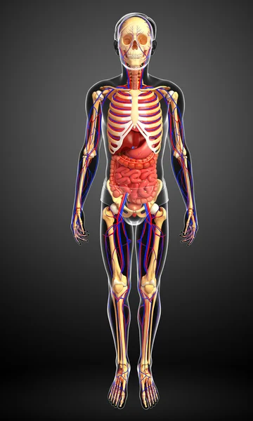 Male skeletal, digestive and circulatory system — Stock Photo, Image