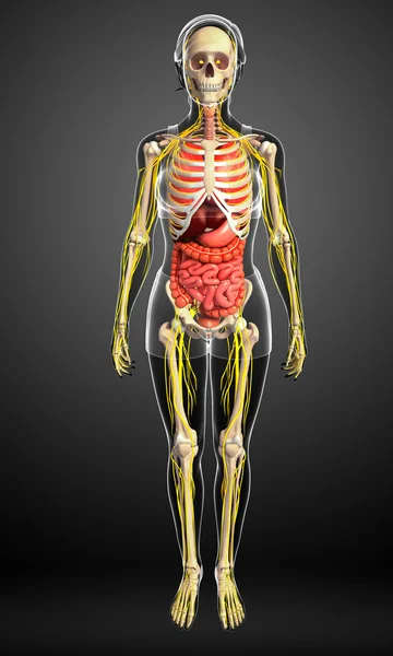 Female skeleton with nervous and digestive system artwork — Stock Photo, Image