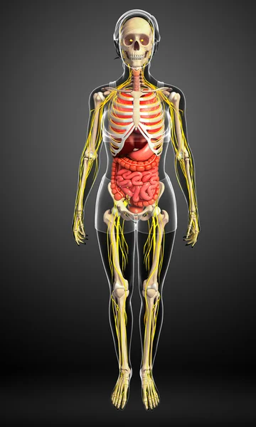Kadın iskelet sinir ve sindirim sistemi resimler — Stok fotoğraf