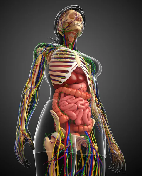 Lymph-, Skelett-, Nerven- und Kreislaufsystem der weiblichen Bo — Stockfoto