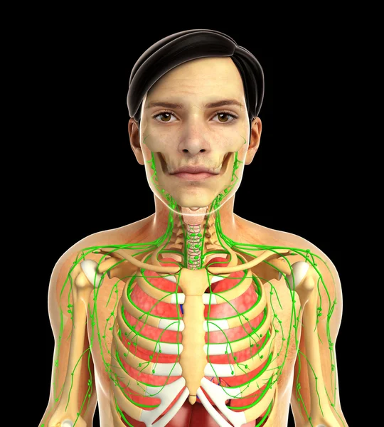 insan solunum sistemi