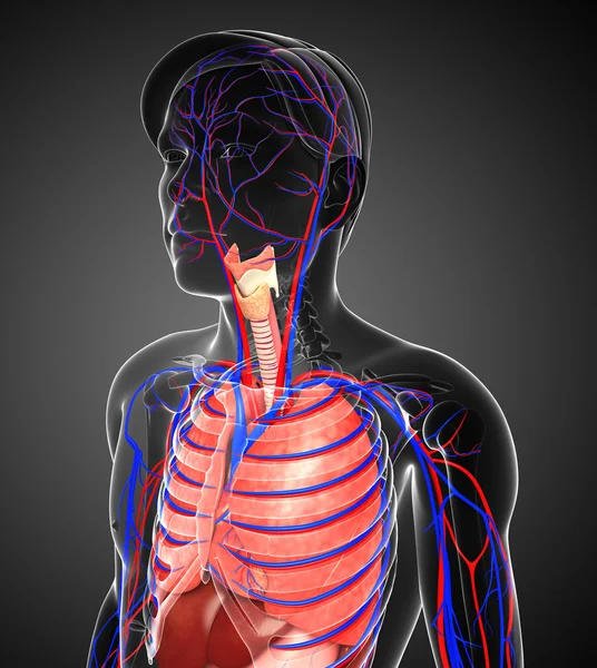 Sistema respiratorio masculino — Foto de Stock