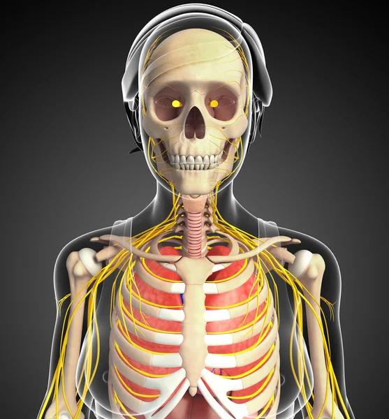 Kadın iskelet sinir ve sindirim sistemi resimler