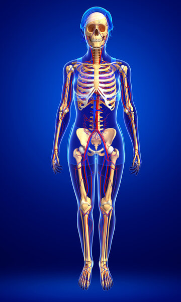 female skeletal circulatory system