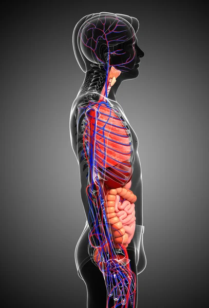 Verdauungs- und Kreislaufsystem des männlichen Körpers — Stockfoto