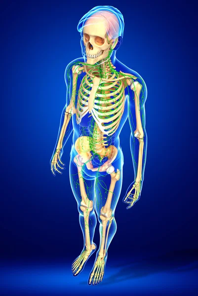 淋巴系统的男性骨架图稿 — 图库照片