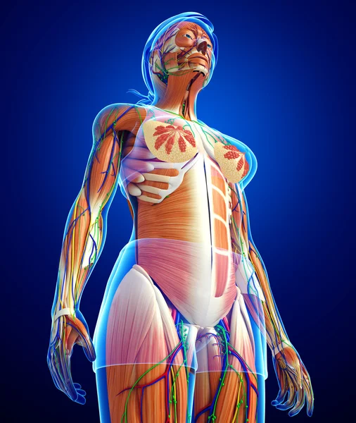 kadın kas anatomisi