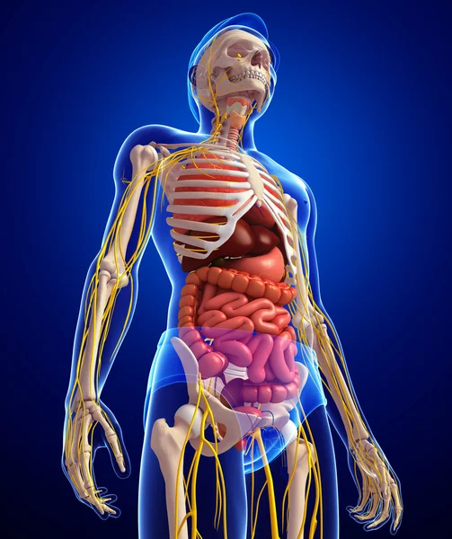 Férfi csontváz ideges és emésztő rendszer mű — Stock Fotó