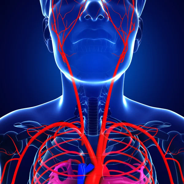 Erkek Arteryel sistemi