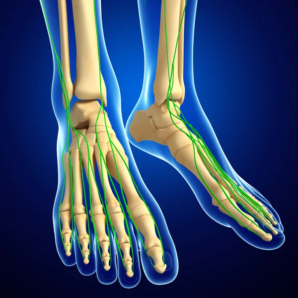 Sistema linfático del esqueleto del pie humano — Foto de Stock