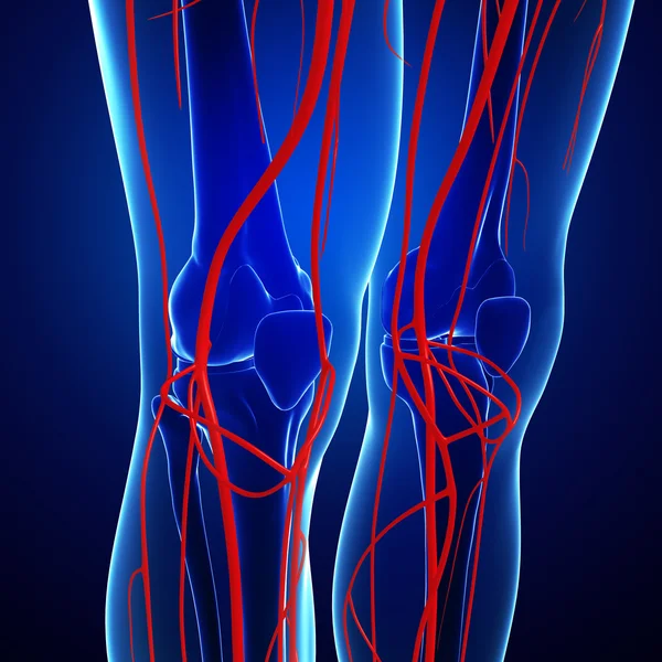 İnsan Arteryel sistemi