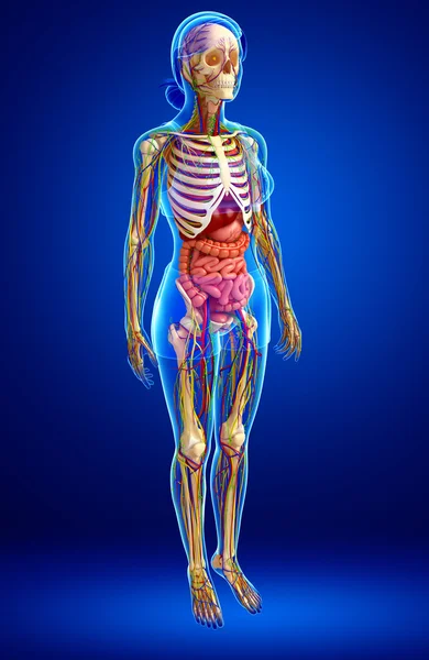 Lymphatic, skeletal, nervous and circulatory system of female bo — Stock Photo, Image