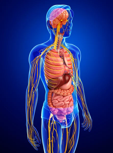 Männlicher Körper des Nerven- und Verdauungssystems — Stockfoto