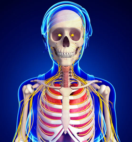 Kadın iskelet sinir ve sindirim sistemi resimler