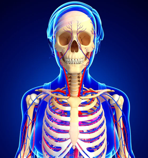 kadın iskelet dolaşım sistemi