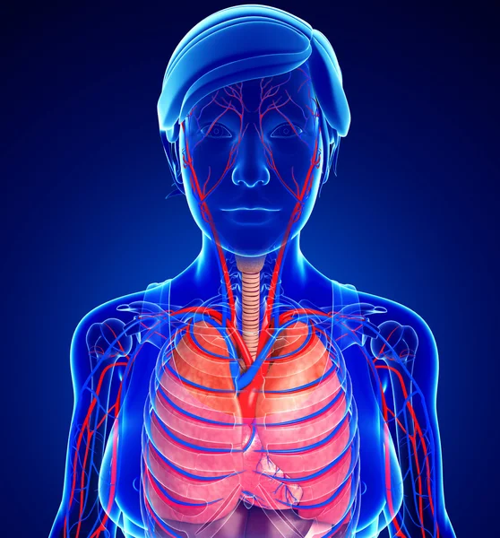 Grafika kobiety układu oddechowego — Zdjęcie stockowe