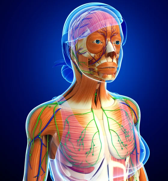 kadın kas anatomisi