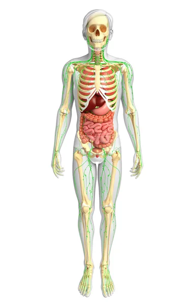 Lymphatic, skeletal and digestive system of Male body artwork — Stock Photo, Image