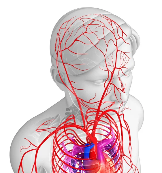 Erkek Arteryel sistemi