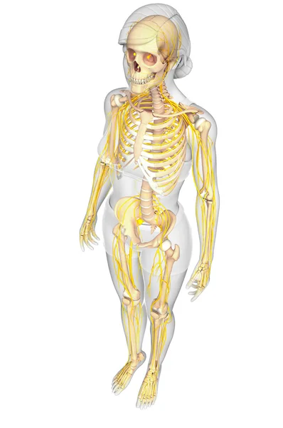 Nervous system and female skeleton artwork — Stock Photo, Image