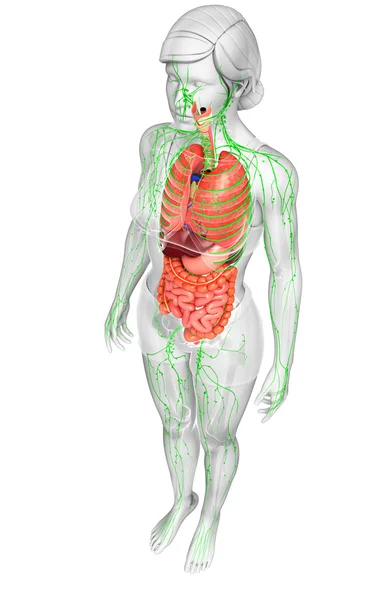 Lymphatic and digestive system of Female body artwork — Stock Photo, Image