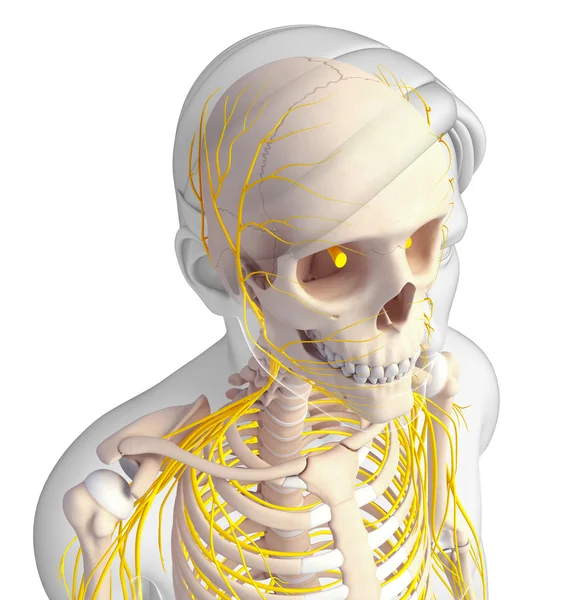 Sinir sistemi erkek iskelet sanat