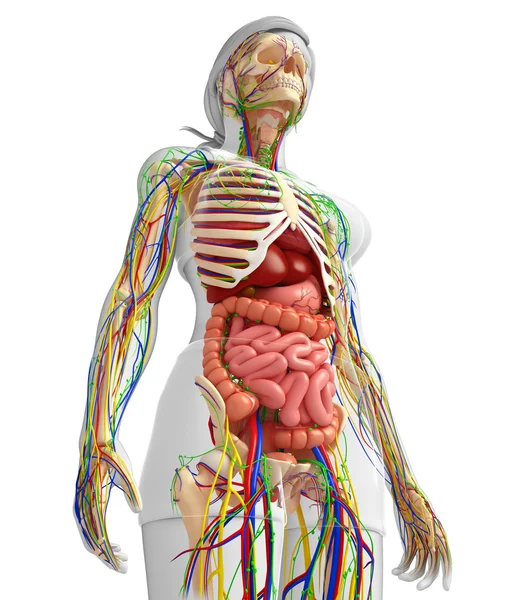 Sistema linfático, esquelético, nervoso e circulatório de fêmeas bo — Fotografia de Stock