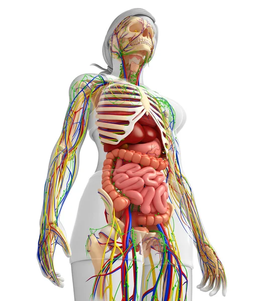 Sistema linfático, esquelético, nervioso y circulatorio del bo femenino — Foto de Stock