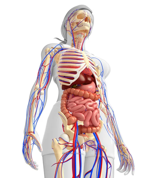 Dişi iskelet, sindirim ve dolaşım sistemi