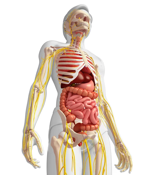 Erkek iskelet sinir ve sindirim sistemi resimler
