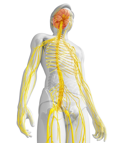 Male nervous system artwork — Stock Photo, Image