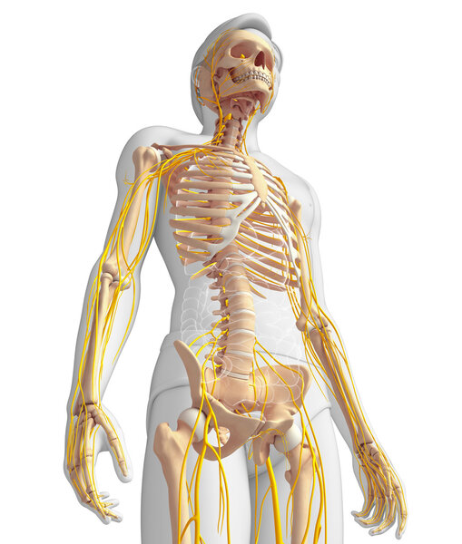 Male skeleton and nervous system artwork