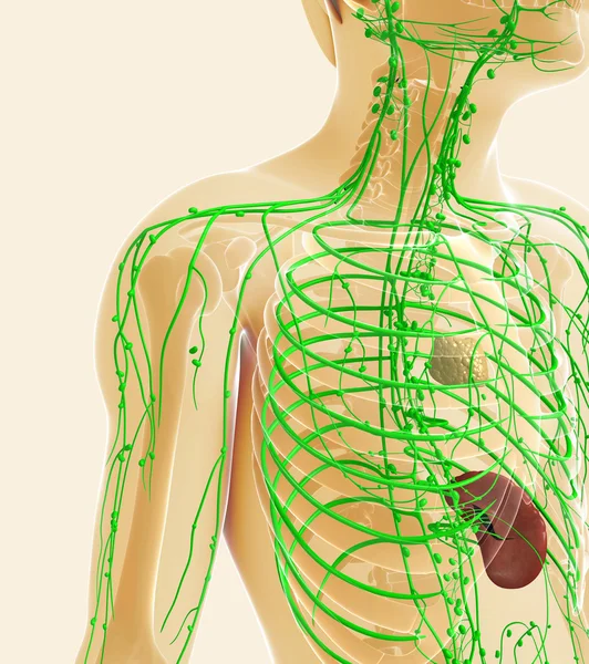 Lenfatik sistem erkek vücudunun