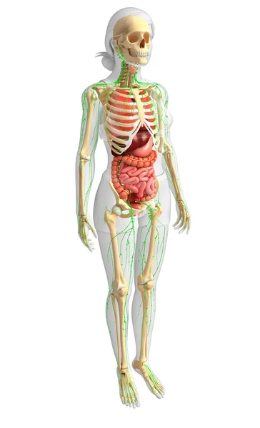 Lymphatic, skeletal and digestive system of Female body artwork — Stock Photo, Image