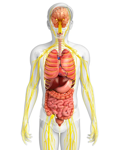 Manliga kroppen av nervsystemet och matsmältningssystemet konstverk — Stockfoto