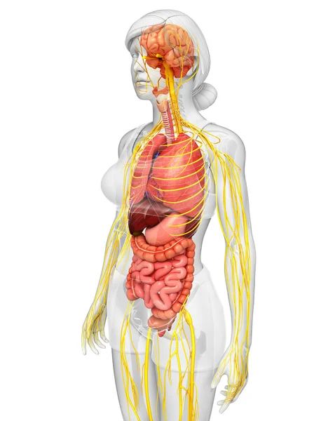 Kadın iskelet sinir ve sindirim sistemi resimler