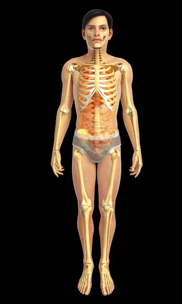Människokroppens anatomi — Stockfoto