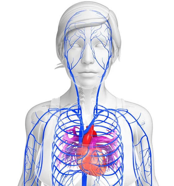 Human heart anatomy — Stock Photo, Image