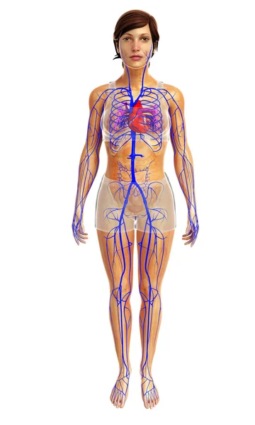 Anatomie lidského srdce — Stock fotografie