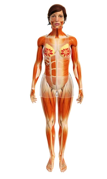 女性の筋肉の解剖学 — ストック写真