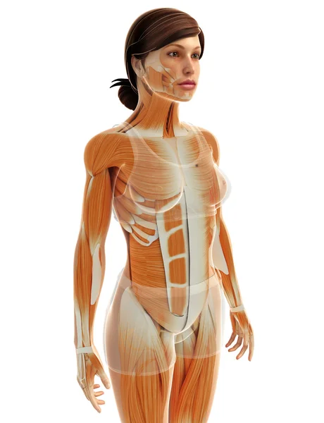 Músculos femeninos anatomía — Foto de Stock