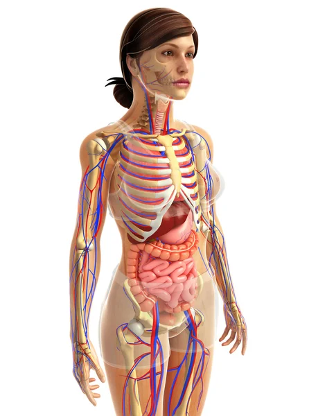 İnsan sindirim sistemi