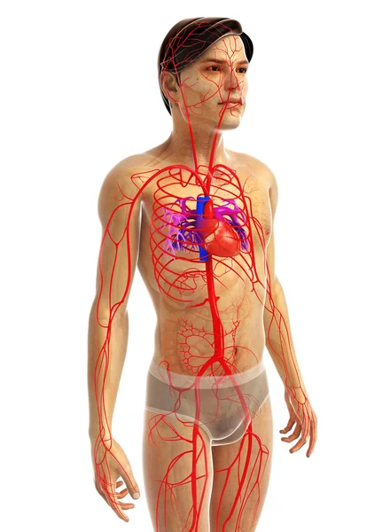 Anatomia do coração humano — Fotografia de Stock
