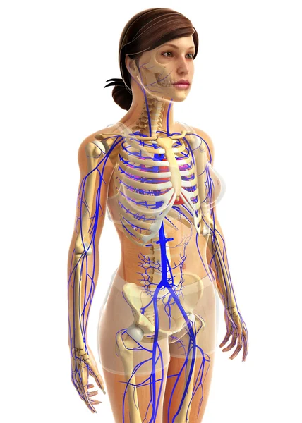 insan kalp anatomisi