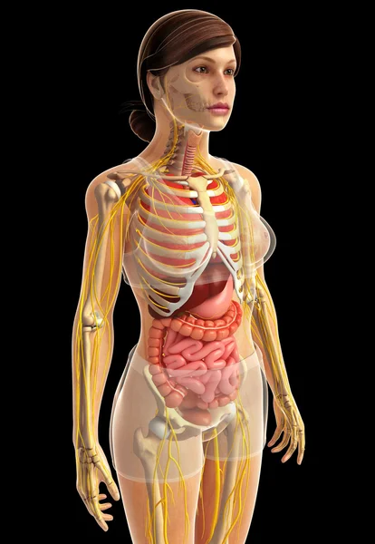 İnsan sindirim sistemi